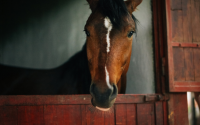 Higiene e Bem-Estar para Cavalos: O Impacto do Ambiente na Saúde do Animal