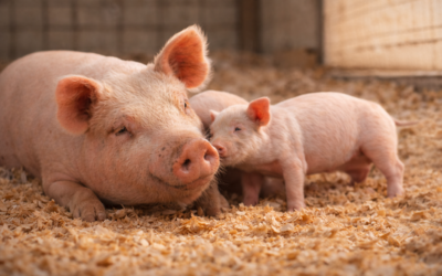 Maravalha na Suinocultura: Mais Conforto, Menos Estresse e Maior Produtividade